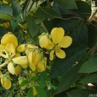 Senna bacillaris (L.f.) H.S.Irwin & Barneby